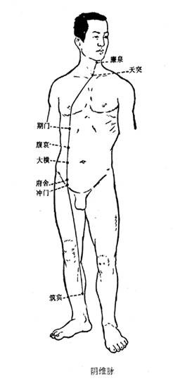 阴维脉图解
