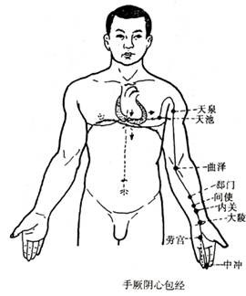手厥阴心包经图解